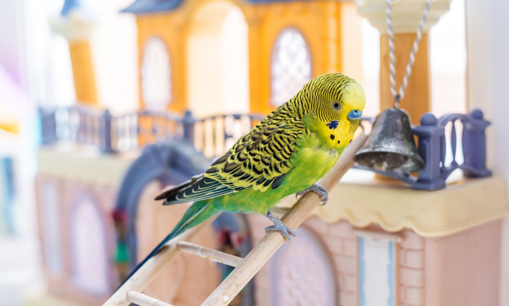 Brinquedos para aves